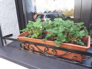 Stylowy płotek-kwietnik na parapet - ochrona i ozdoba jednocześnie.